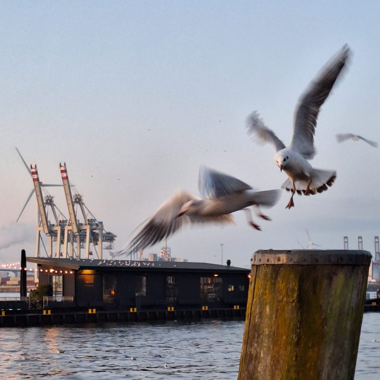 Hamburg erwacht: Blick vom Fischmarkt Hamburger Hafen bei Sonnenaufgang mit Containerumschlag-Kränen und Möwen beim Fischmarkt